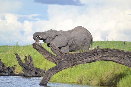 Laukinė Gamta, Dramblys, Botsvana