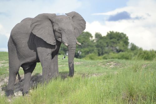 Laukinė Gamta, Dramblys, Botsvana
