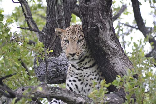 Laukinė Gamta, Leopardas, Botsvana