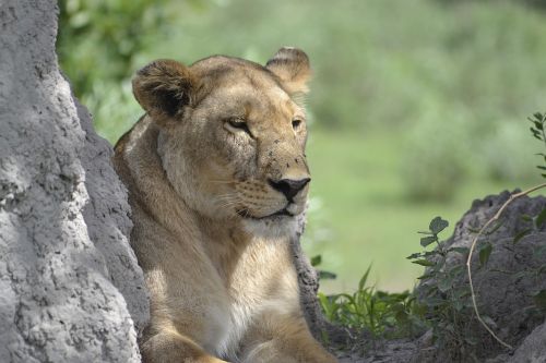 Laukinė Gamta, Liūtas, Botsvana
