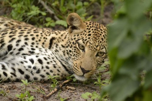 Laukinė Gamta, Leopardas, Botsvana