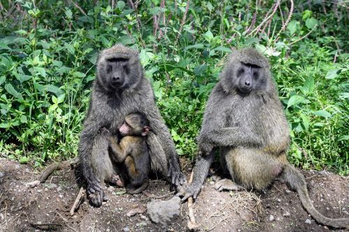 Laukinė Gamta, Žinduolis, Beždžionė, Primatas, Gamta, Kenya, Safari