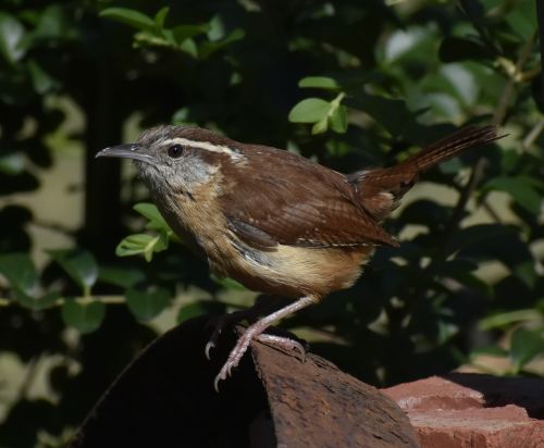 Laukinė Gamta, Paukštis, Gamta, Lauke, Gyvūnas, Carolina Wren