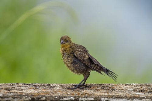 Laukinė Gamta,  Gamta,  Paukščiai,  Animalia,  Be Honoraro Mokesčio