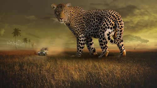 Laukinė Gamta,  Leopardas,  Dėmės,  Žinduolis,  Gamta,  Katė,  Lauke,  Afrika,  Ganyklos,  Land Rover,  Žmonės,  Safari,  Fotografai,  Dangus,  Saulėlydis,  Paukščiai,  Žirafos,  Medžiai,  Dulkės,  Kačių,  Gyvūnas,  Kailis,  Kraštovaizdis,  Afrikos,  Didelis,  Be Honoraro Mokesčio