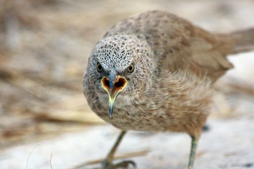 Laukinė Gamta,  Paukštis,  Gyvūnas,  Gamta,  Laukiniai,  Arabian Babbler,  Be Honoraro Mokesčio