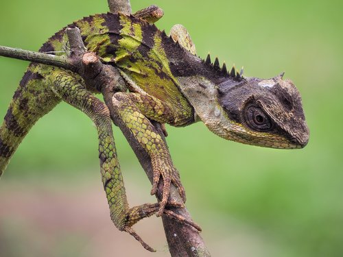 Gyvūnijos,  Salamandros Emma,  Cuc Phuong Nacionalinis Parkas,  Vietnamas,  Ropliai