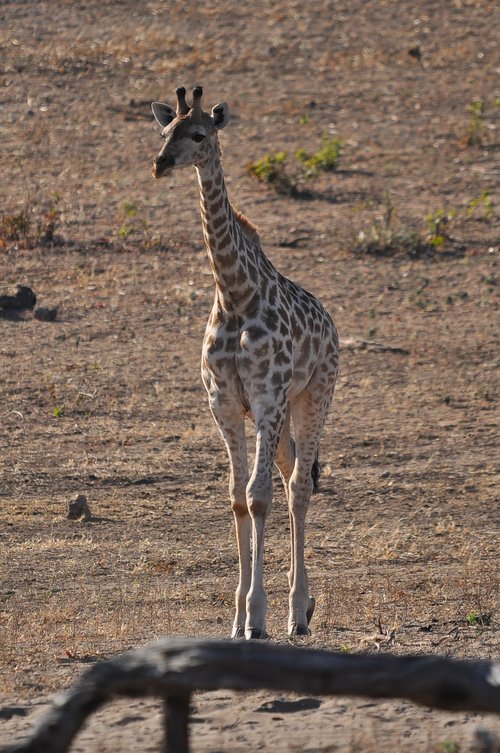 Gyvūnijos,  Pobūdį,  Kaklo,  Gyvūnas,  Safari,  Laukinių,  Žinduolis,  Parkas,  Lauke,  Savanna,  Afrikoje,  Kelionė,  Kraštovaizdis,  Turizmas,  Dykuma,  Rezervas,  Žaidimas,  Namibija,  Nuotykių,  Pilietis,  Jauna,  Žirafa,  Šventė,  Krūmas,  Aukštas,  Natūralus,  Pieva