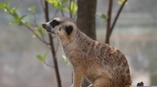 Gyvūnijos,  Pobūdį,  Žinduoliai,  Gyvūnas,  Mielas,  Zoologijos Sodas