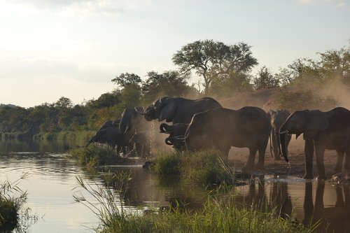 Gyvūnijos,  Dramblys,  Kruger Park