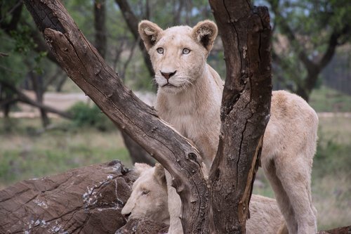 Gyvūnijos,  Pobūdį,  Lioness