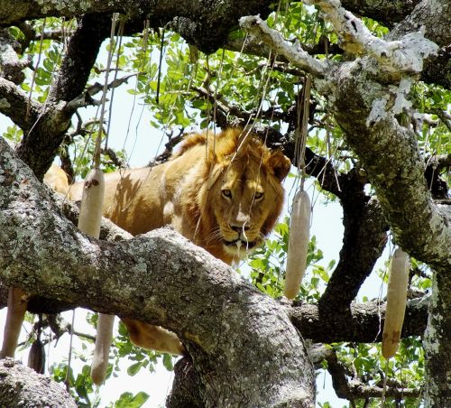 Laukinė Gamta, Liūtas Ant Medžio, Gyvūnas, Panthera, Serengeti