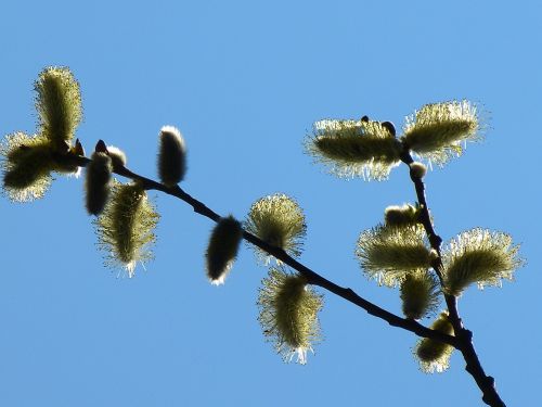 Gluosniai Kačiukai, Žiedynas, Ganykla, Kačiukas, Žiedadulkės, Palmių Kačiukas, Pavasaris, Žydėjo