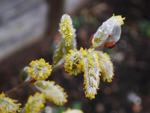 Gluosnių Catkins, Enchanted, Gamta, Transformacija