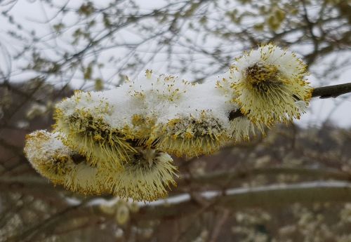 Gluosnių Catkins,  Sniegas,  Šaltis,  Be Honoraro Mokesčio