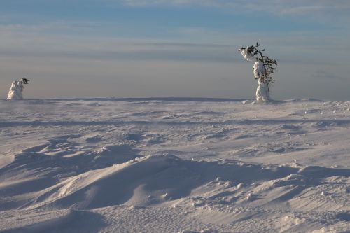 Vėjas, Žiema, Finland, Laplandas, Šaltas, Medis