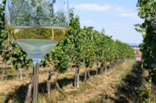 Vynas, Stiklas, Vyno Taurė, Naudos Iš, Alkoholis, Rheinhessen