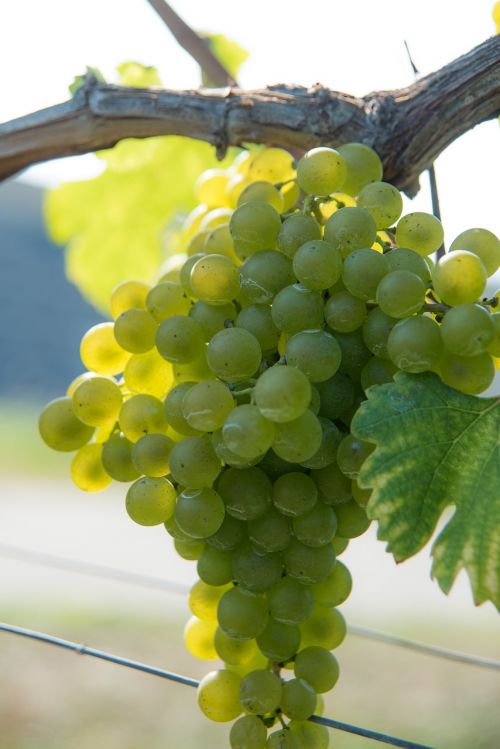 Vynas, Vynuogės, Vynuogių Auginimas, Vaisiai, Vynuogynai, Atgal Šviesa