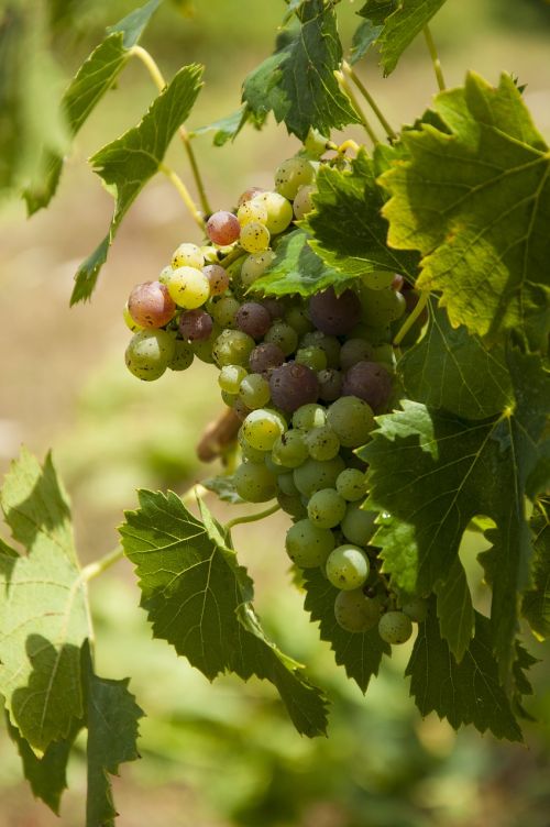 Vynas, Vynuogės, Vynmedis, Vynuogių Auginimas, Vynuogynai, Žaliosios Vynuogės, Vintage, Vyno Gamintojas, Augalas