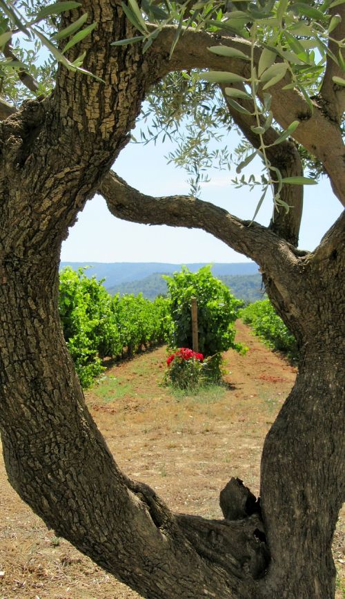 Vynas, Provence, Alyvmedis, Į Pietus Nuo Prancūzijos, Luberon