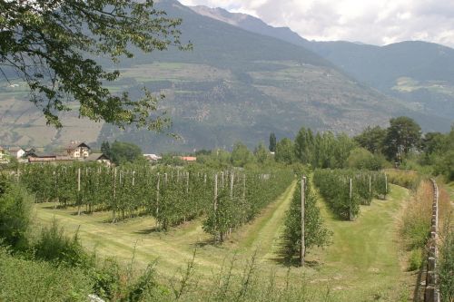 Vynas, Plantacija, South Tyrol, Italy, Dolomitai, Val Venosta, Vynuogynai, Vynuogės, Vynuogynai, Vynuogių