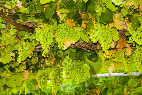 Vynas, Vynuogės, Žalias, Vynuogių Auginimas, Žaliosios Vynuogės