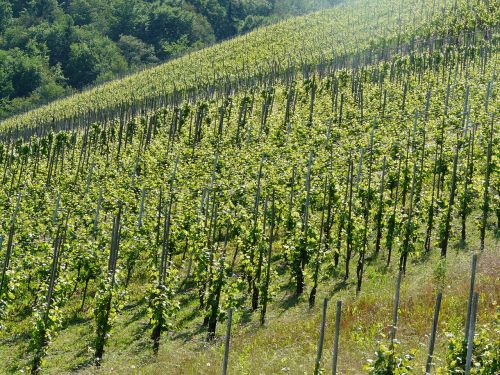 Vynas, Vynuogių Auginimas, Vynuogynai, Vyno Investicijos