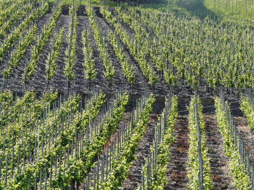 Vynas, Vynuogių Auginimas, Vynuogynai, Vyno Investicijos
