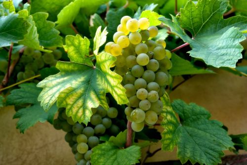 Vynas, Vynuogės, Vynuogė, Vynmedis, Balta, Vynuogių Auginimas