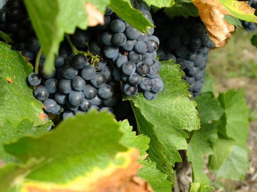 Vynas, Vintage, Vynuogės, Ruduo, Vynmedis, Vynuogių Auginimas, St Laurent, Vynuogės Buvo
