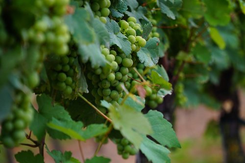 Vyno Lapų,  Vynmedžių Vynmedis,  Vynuogės Auginamos,  Vynuogių Lapai,  Vynuogių,  Vynuogynas,  Augalų,  Vynuogė