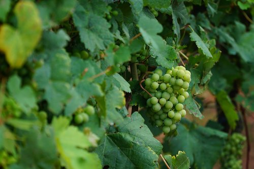 Vyno Lapų,  Vynmedžių Vynmedis,  Vynuogės Auginamos,  Vynuogių Lapai,  Vynuogių,  Vynuogynas,  Augalų,  Vynuogė