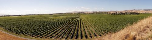 Vynuogių Auginimas, Vynuogynai, Žemdirbystė, Naujoji Zelandija, Marlborough, Vynas, Vynuogynų Kraštovaizdis
