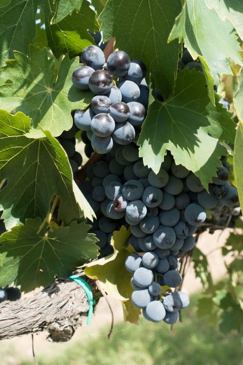 Vynuogių Auginimas, Vynuogė, Vynmedis, Vynuogynas, Gamta, Ruduo, Žemdirbystė, Toskana, Italy, Chianti