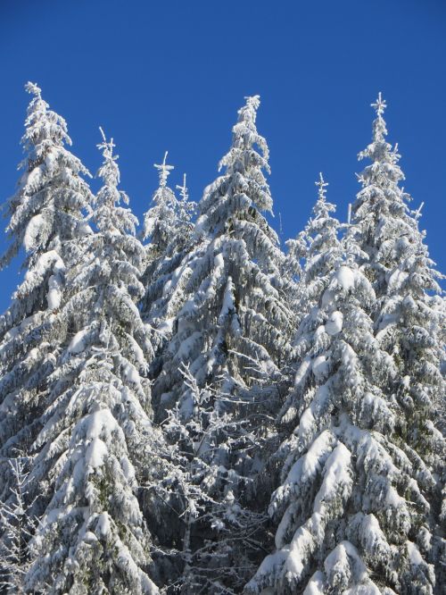 Žiema, Medis, Sniegas, Žiemos Medžiai, Žiemą, Šaltas, Medžių Kamienus, Balta, Estetinis, Snieguotas, Miškas, Kraštovaizdis, Žiemos Nuotaika, Eglė, Pušis