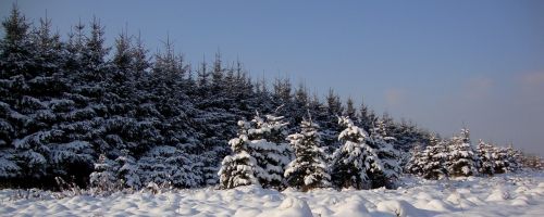 Žiema, Medis, Kraštovaizdis, Spygliuočių, Balta, Lenkija, Sniegas