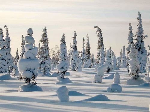 Žiema, Šaltis, Miškas, Medis, Balta, Medžiai, Rusija, Snowdrift, Šaltas, Sniegas, Užšaldymas