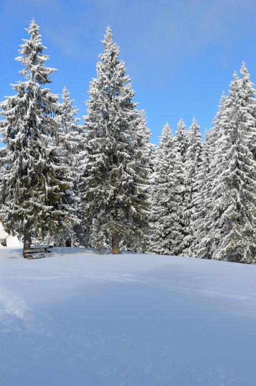 Žiema, Scena, Kalnas, Stebuklų Kraštas, Miškas, Šaltas, Lauke, Saulėlydis, Sniegas, Šventė, Ledas, Ledynas, Xmas, Slidinėjimas, Padengti, Eglė, Uolos, Fonas, Kelionė, Žygiai, Rūkas, Medis, Sniegas, Debesis, Kelionė, Saulėtekis, Rokas, Naujas, Kiauras, Auskaras, Eglė, Sezonas, Pasaka, Nuostabus, Mediena, Dangus, Šaltis, Gražus, Rime, Gamta, Atostogos, Europa, Kraštovaizdis, Metai