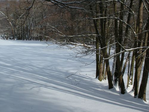 Žiema, Medžiai, Lengvas Šešėlis, Sniegas