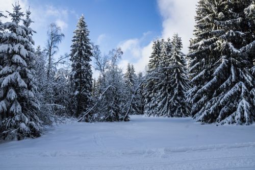 Žiema, Turingijos Federalinė Žemė, Miškas, Sniegas, Sniego Kraštovaizdis, Medžiai, Šaltas, Snieguotas