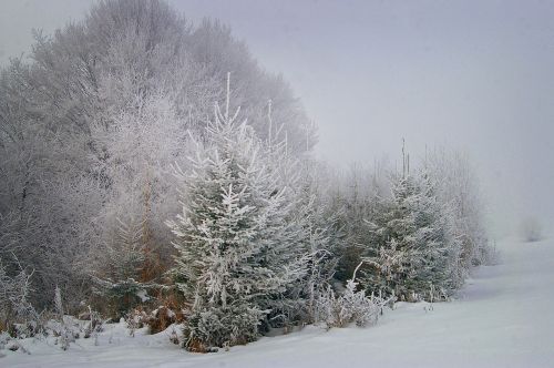 Žiema, Šaltis, Medis, Gamta, Vaizdas, Rūkas, Sušaldyta