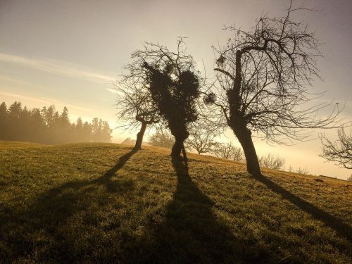 Žiema, Medžiai, Šešėlis, Atgal Šviesa, Kraštovaizdis, Gamta, Nuotaika