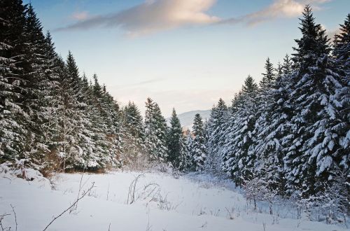 Žiema, Sniegas, Medis, Miškas, Gamta, Šaltis