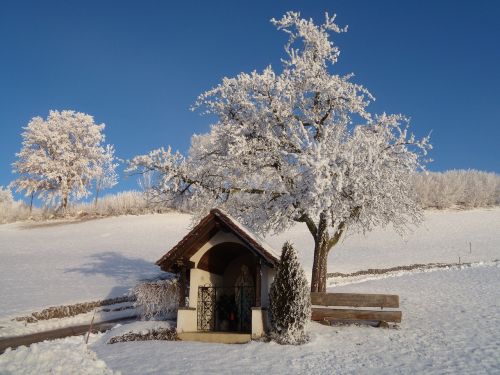 Žiema, Žiemą, Krūmai