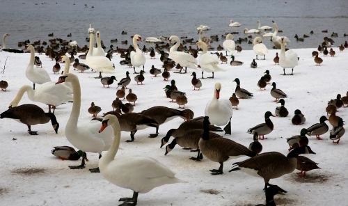 Žiema, Gyvūnai, Paukščiai, Žemiau, Gaidžiai, Havel, Gamta, Gyvūnų Pasaulis, Vandens Paukštis, Liežuvių Įlankos, Berlynas