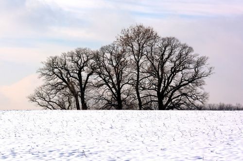 Žiema, Medžiai, Medžių Giraitė, Sniegas, Gamta, Nuotaika, Romantika, Romantiškas