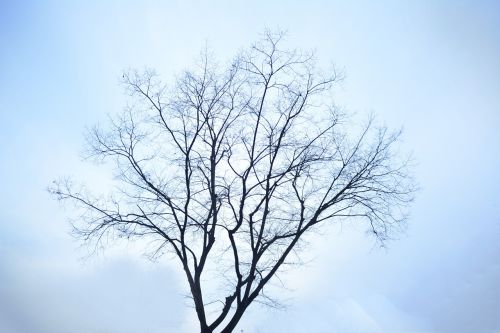 Žiema, Medis, Vienišas, Profilis