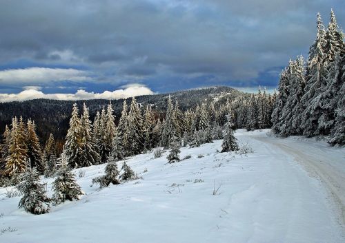 Žiema, Kelias, Sniegas, Karštas, Miškas