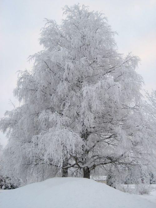 Žiema, Suomių, Sniegas, Šaltis, Filialai, Kraštovaizdis, Medis, Snieguotas