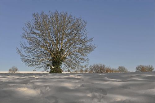 Žiema, Medis, Lauke, Gamta, Šaltas, Kraštovaizdis, Sniegas